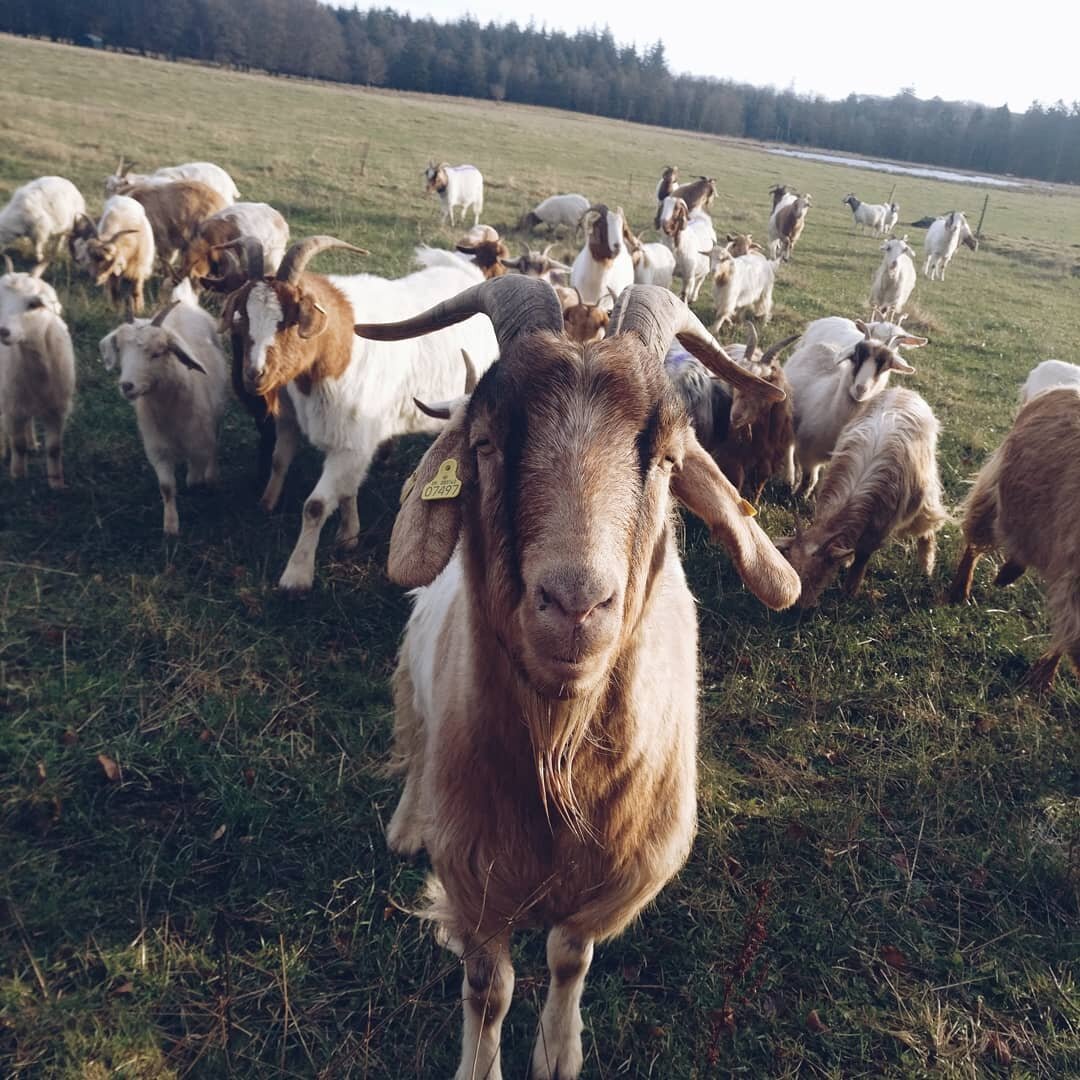 Nyt&aring;rsdag i naturen 
#rebildbakker #happygoat