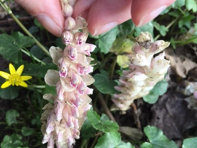 Toothwort.JPG