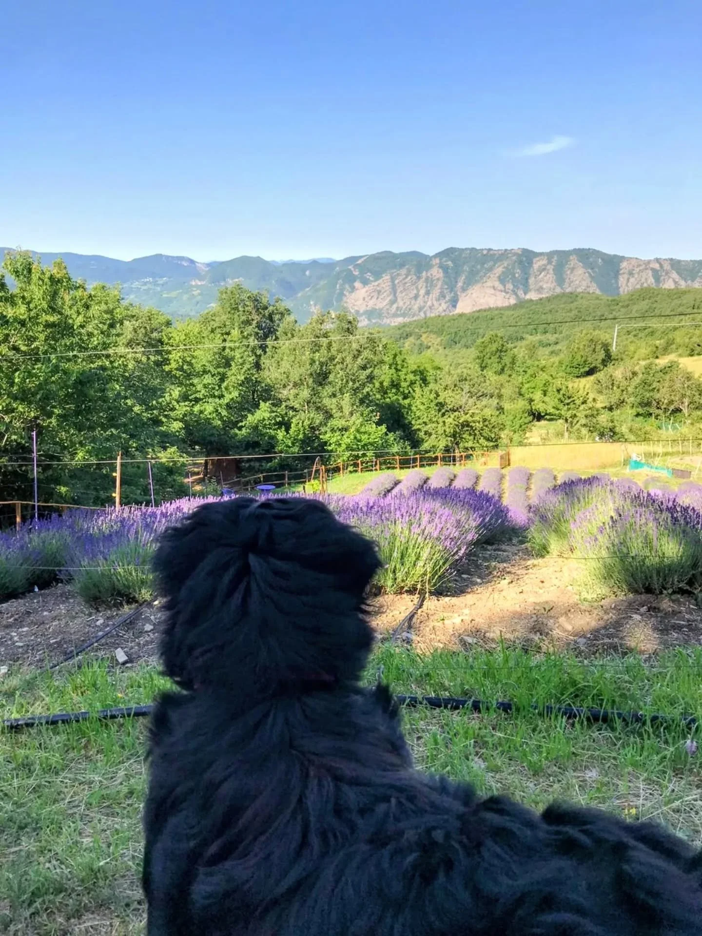 Some places don't need much explaining.

Vendersi is one of those places.

Tucked into the hills above Val Borbera, this tiny village is known for its winding lanes, beautiful views, and more than 70 handmade scarecrows, each with its own story to te