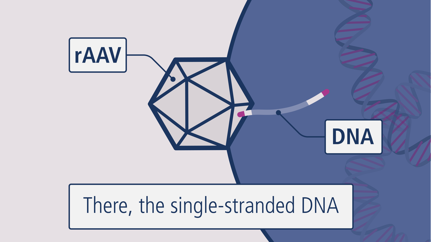 Gene Therapy AAV | 2D animation — Now Medical Studios