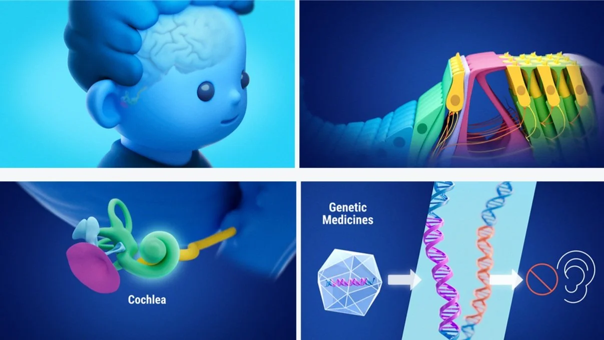3D Animation: Understanding Hearing Loss and Targeted Therapies