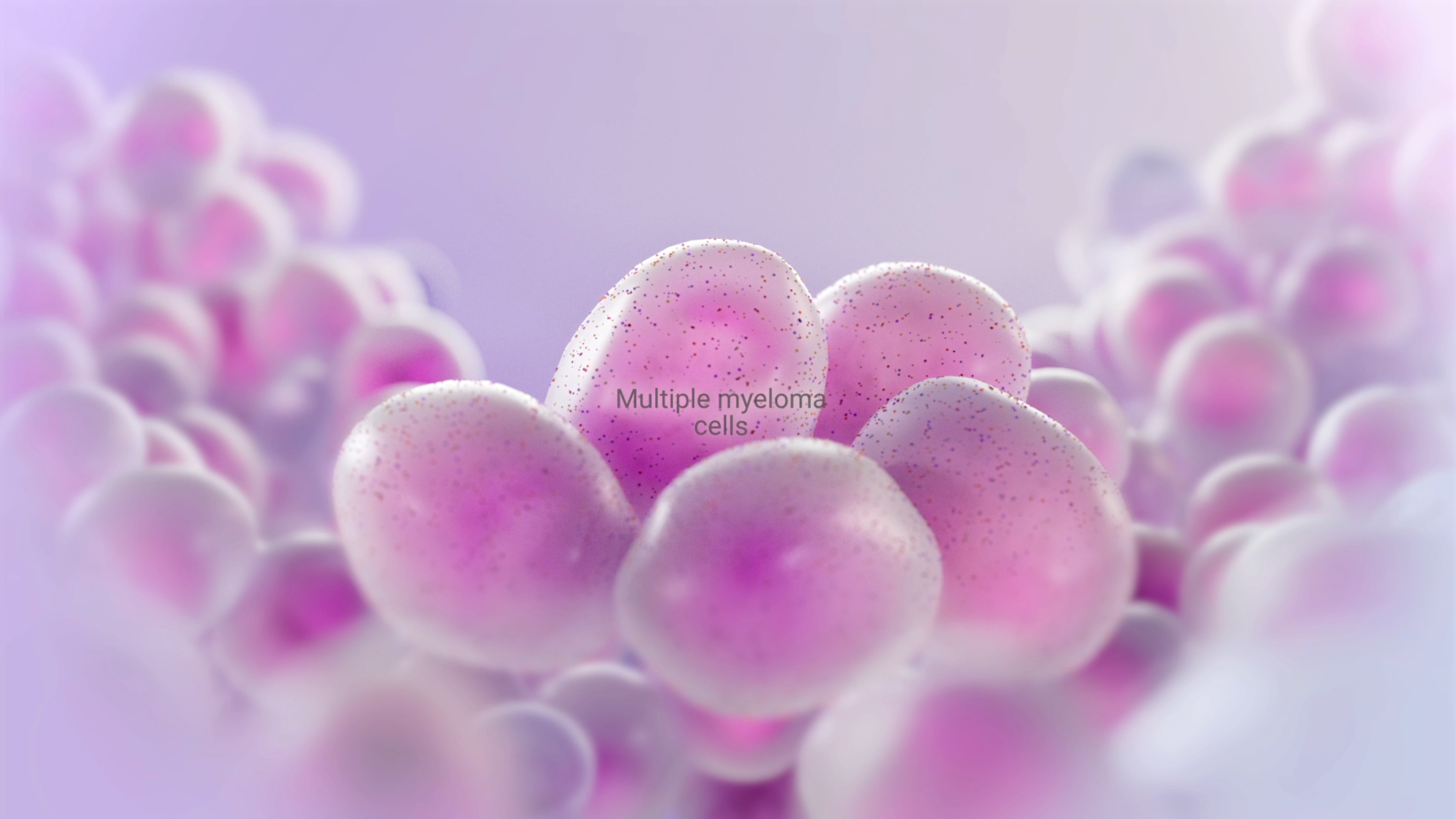 3D medical animation. Microscopic view of multiple myeloma cells, showing their soft, rounded shapes with pink and purple coloration. Now Medical Studios for Bristol Myers Squibb
