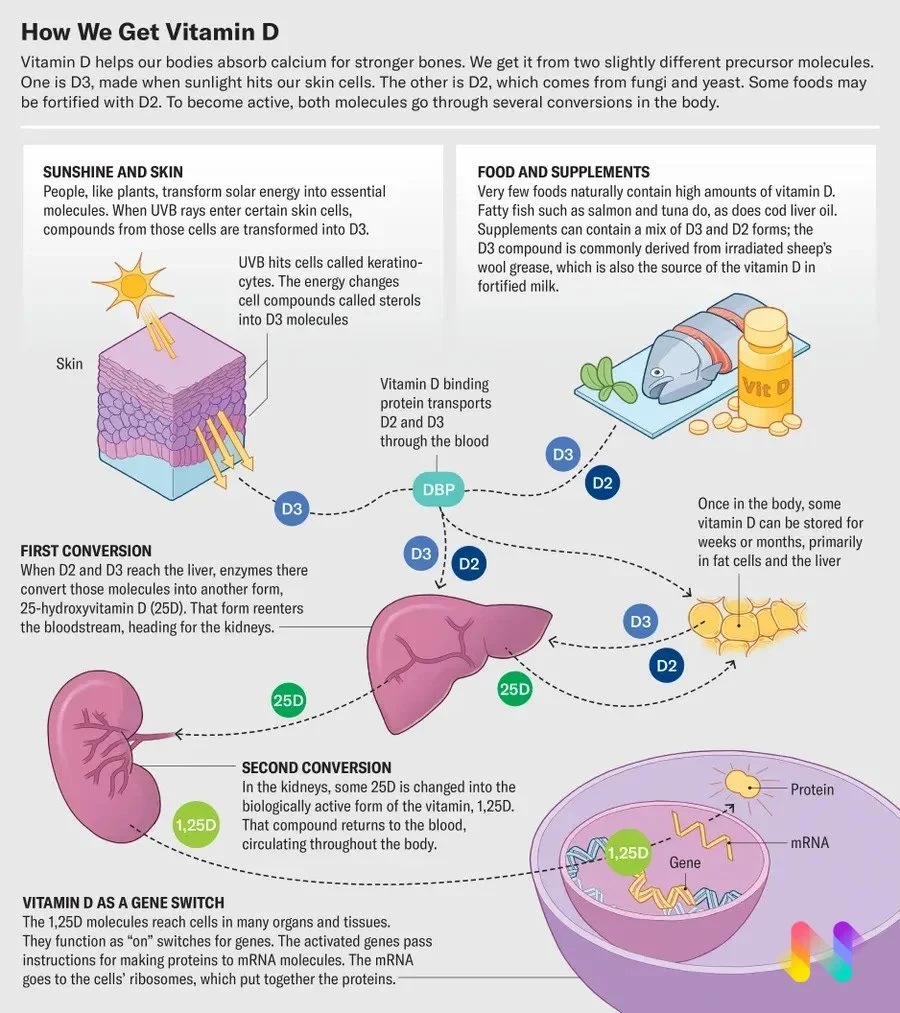 Scientific American Magazine Article about Vitamin D. Medical illustration infographic showing how we get Vitamin D through sunshine, food and supplements. How vitamin D is processed in the body. By Mow Medical Studios