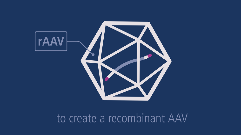 Gene Therapy AAV | 2D animation — Now Medical Studios