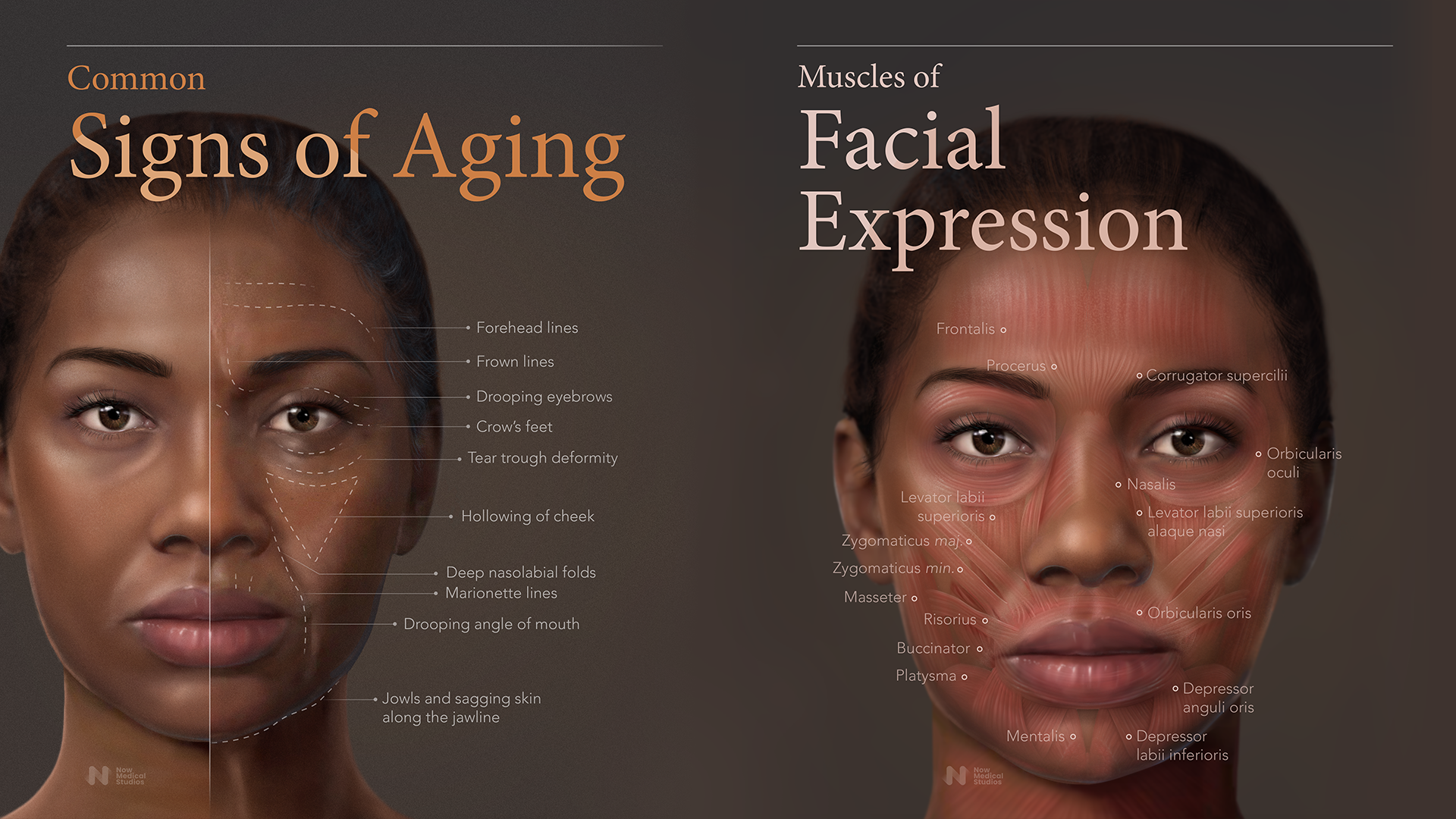 Medical illustration | Scientifically Accurate Medical Illustrations ...