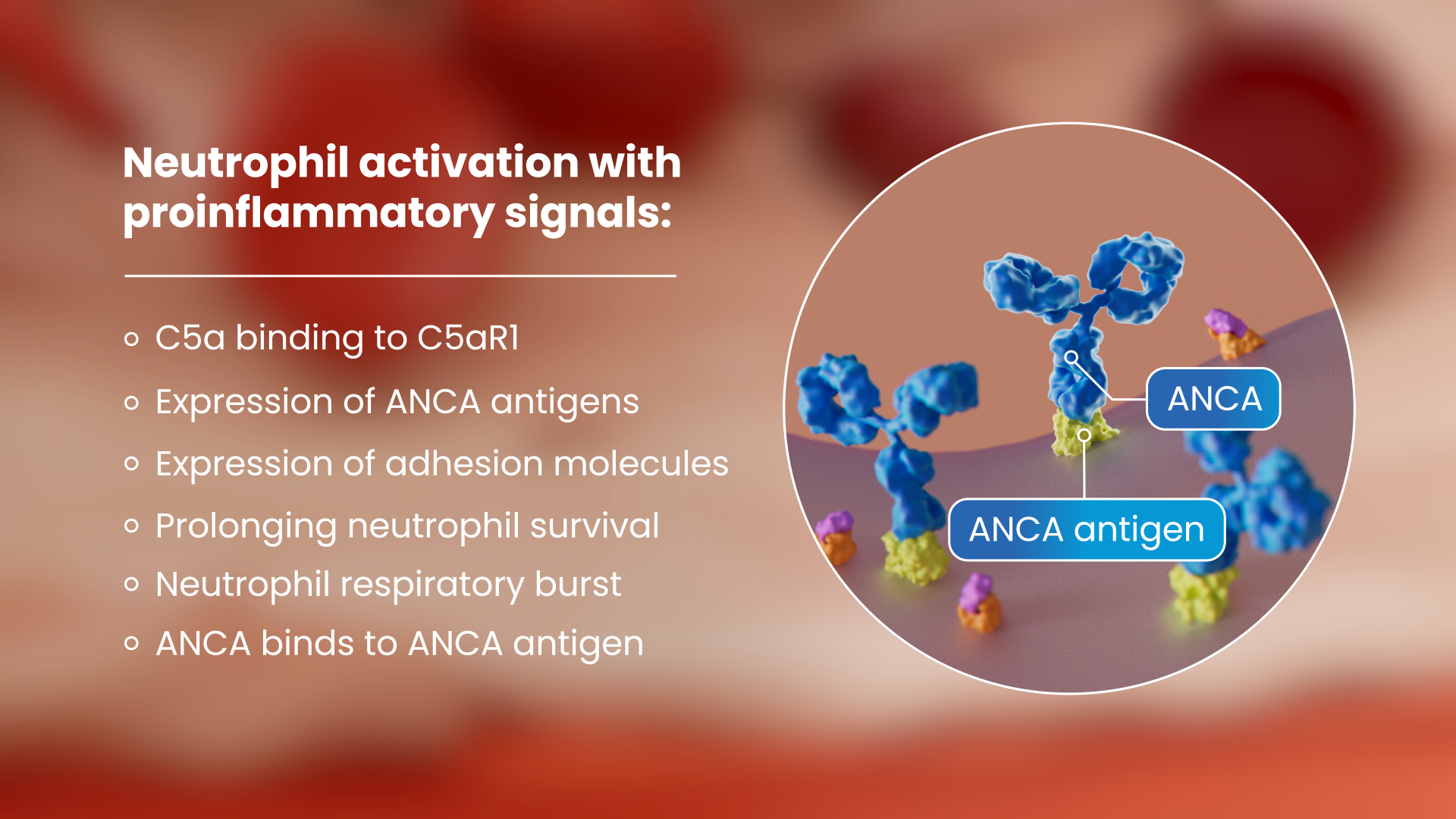 3D medical animation. Diagram showing neutrophil activation with proinflammatory signals, expression of ANCA antigens and adhesion molecules. Labels indicate ANCA and ANCA antigen on the neutrophil surface. Now Medical Studios