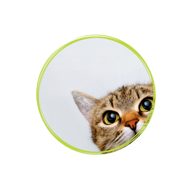 Careful, Mr Nibbles (a blog about curiosity)