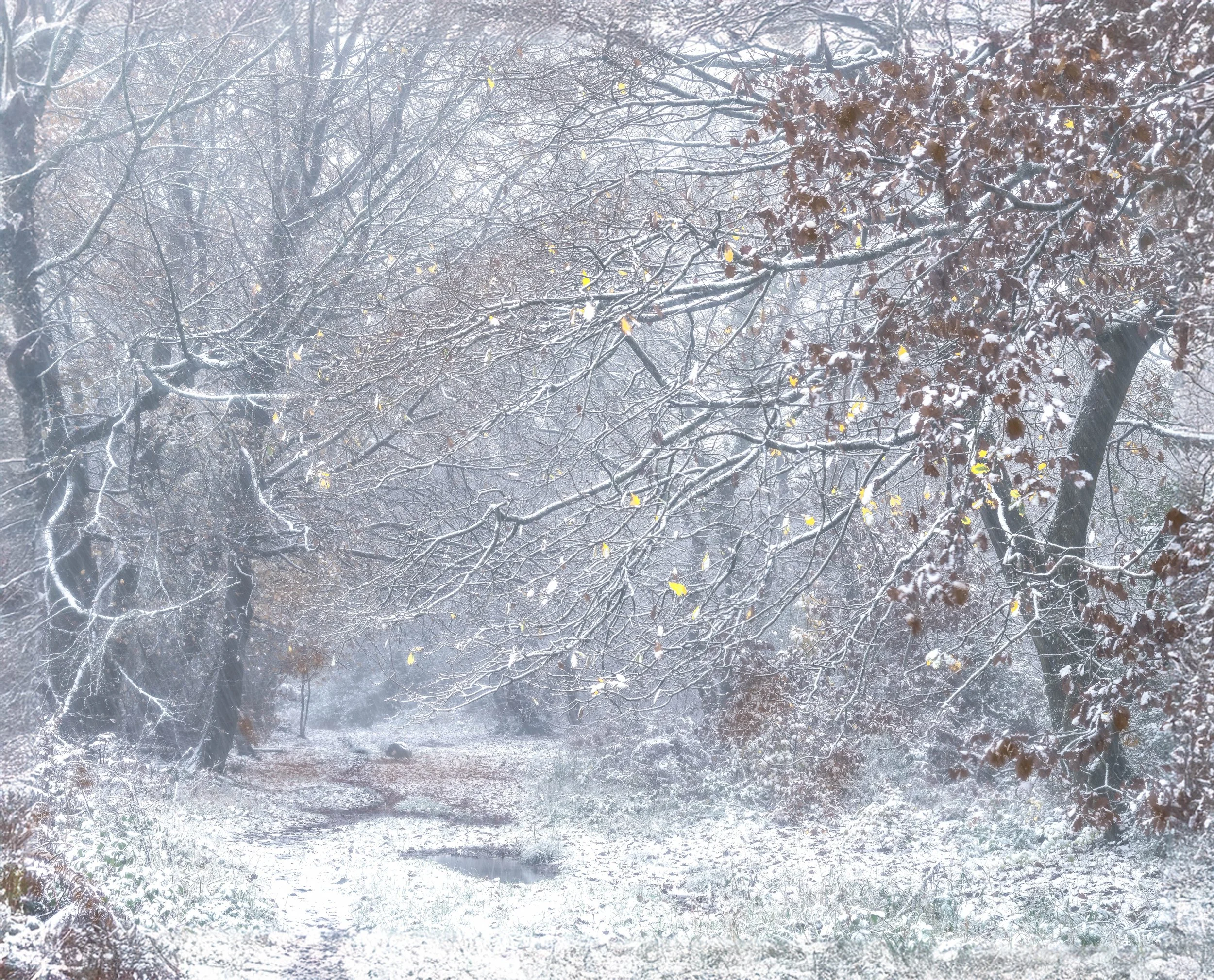 WENTWOOD WINTER
