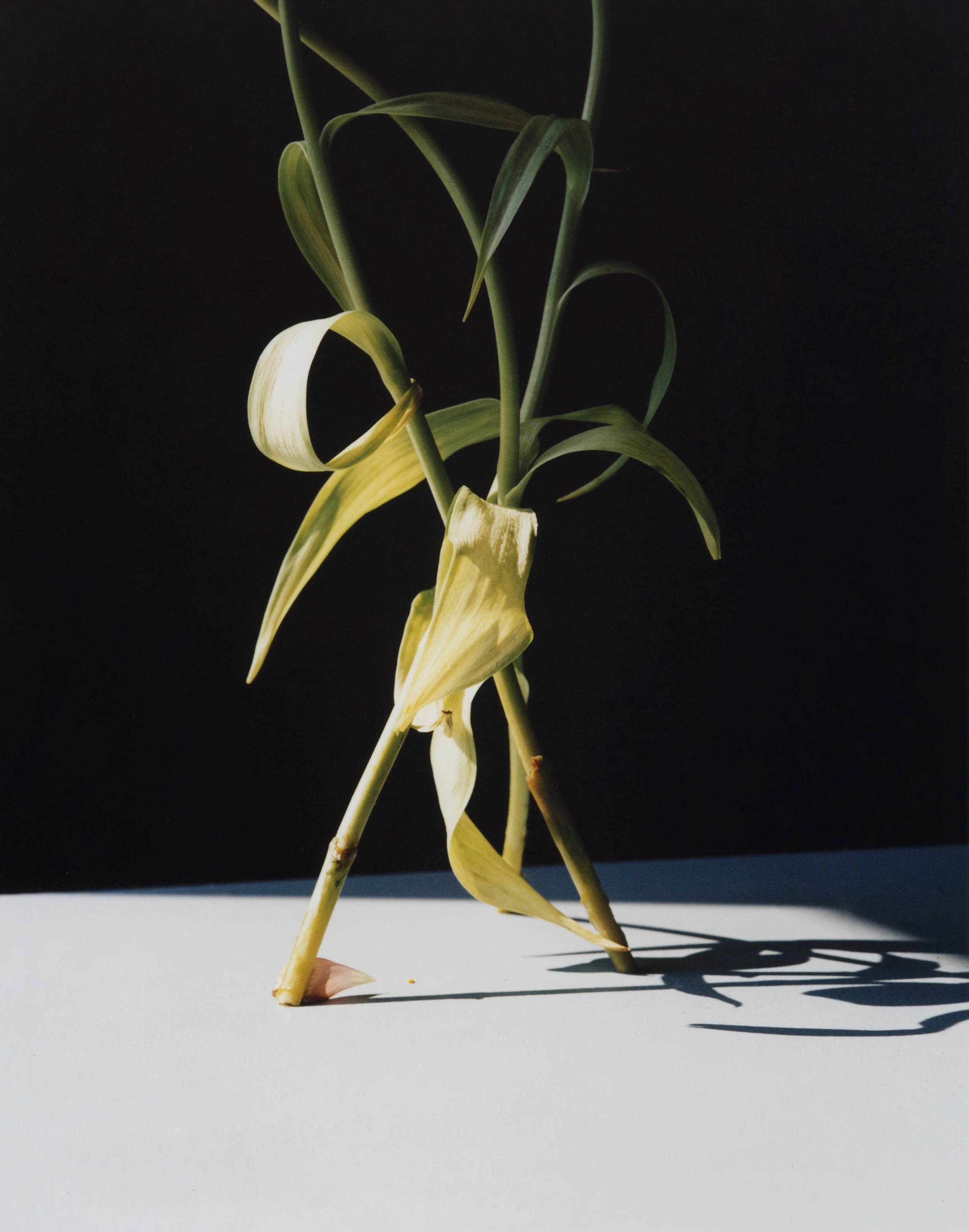 STILEMA_PROJECT_STILL_APRIL_23_©_CARLO_PIRO (7) copia.jpg