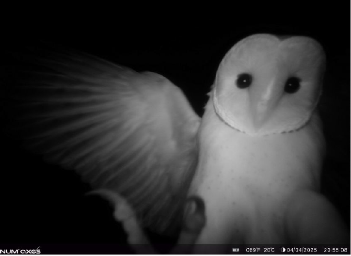 Les oiseaux nicheurs de la Ferme de Sarliève sur carte IGN (en cours…) 