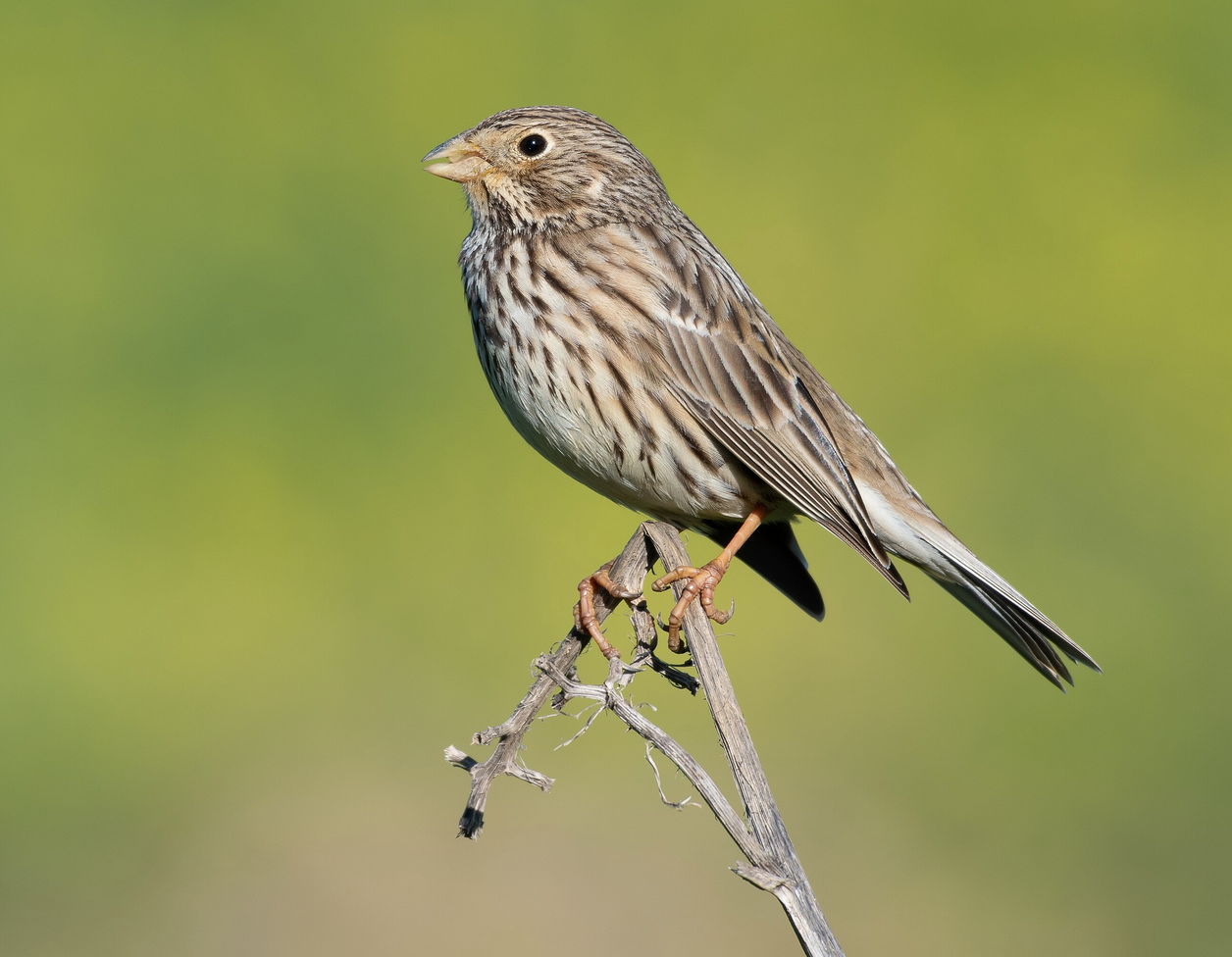 Une belle volée de bruants proyers sur la ferme (6/02/2026)