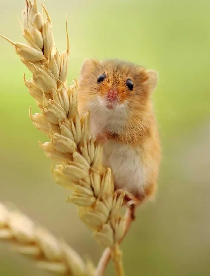 Un petit rongeur bâtisseur sur la ferme : le rat des moissons (25/02/2026)