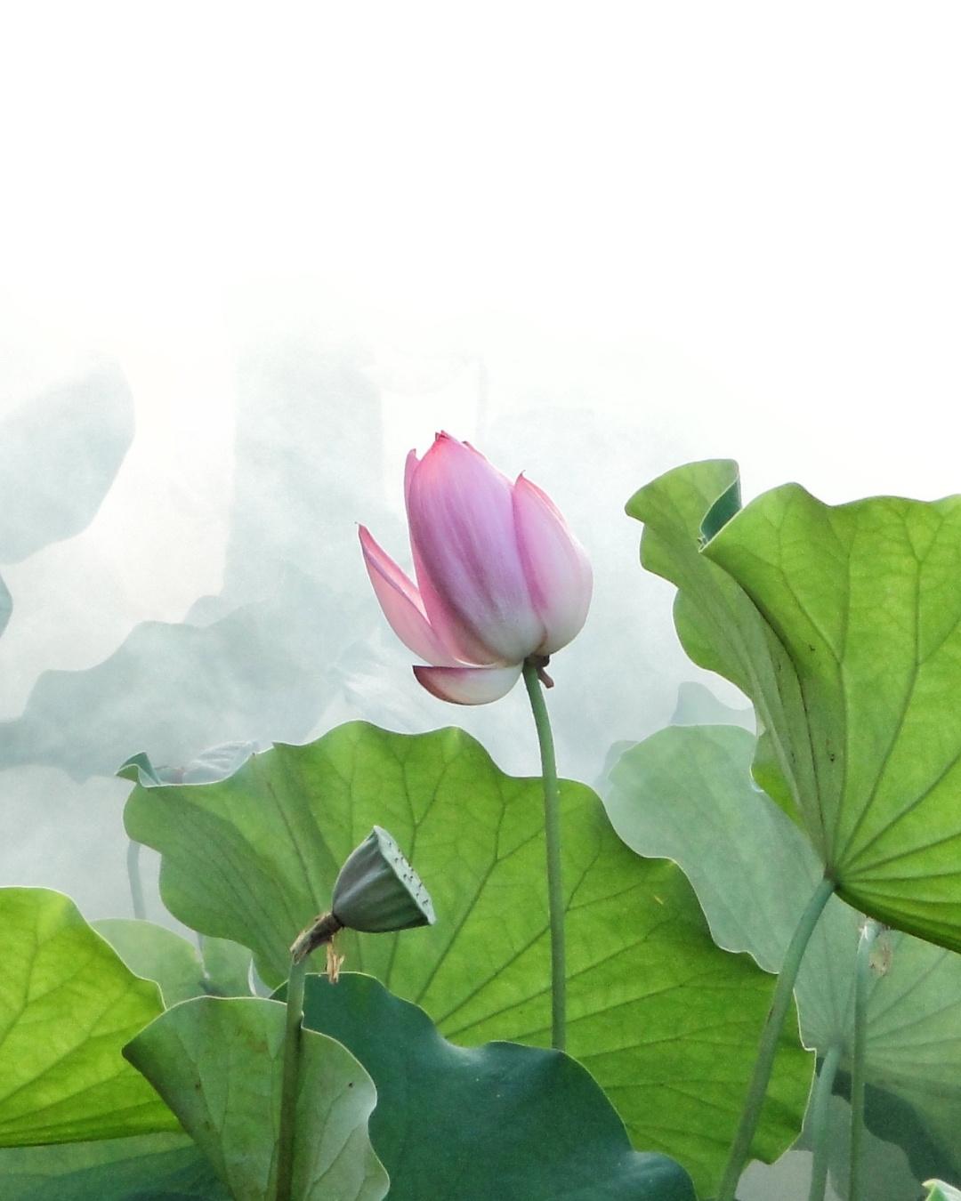 Lotus-2.png