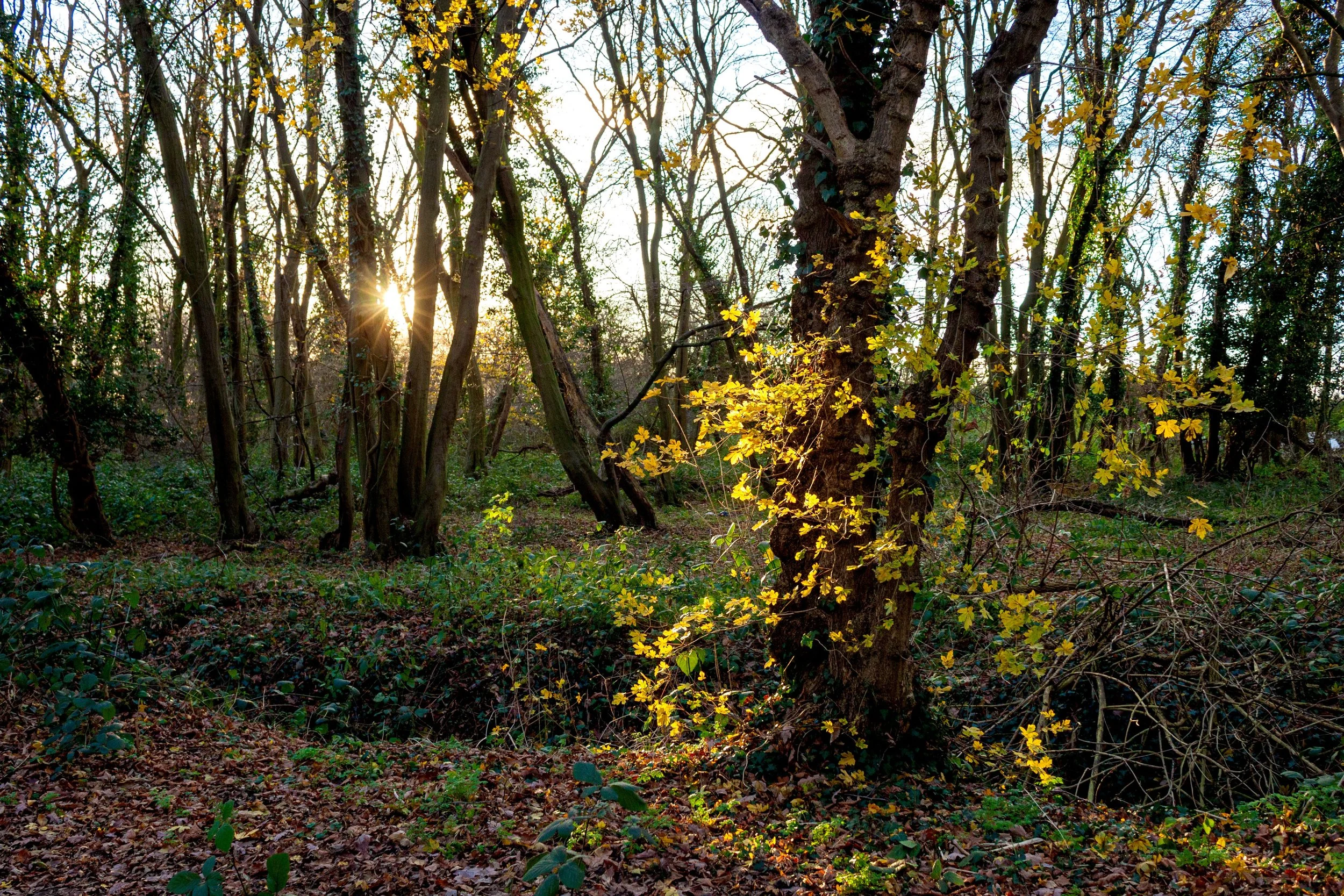Sunlight filtering through a dense forest with trees covered in yellow and green leaves, and a forest floor covered with fallen leaves and green plants.