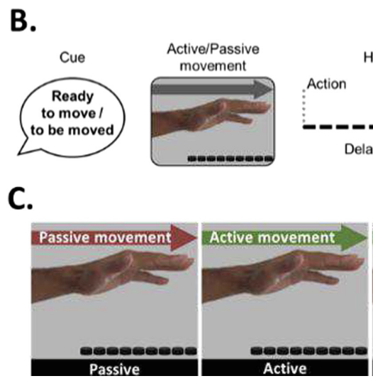 Sense of Agency Over Hands-free Gestural Control is Modulated by the Timing of Haptic Feedback