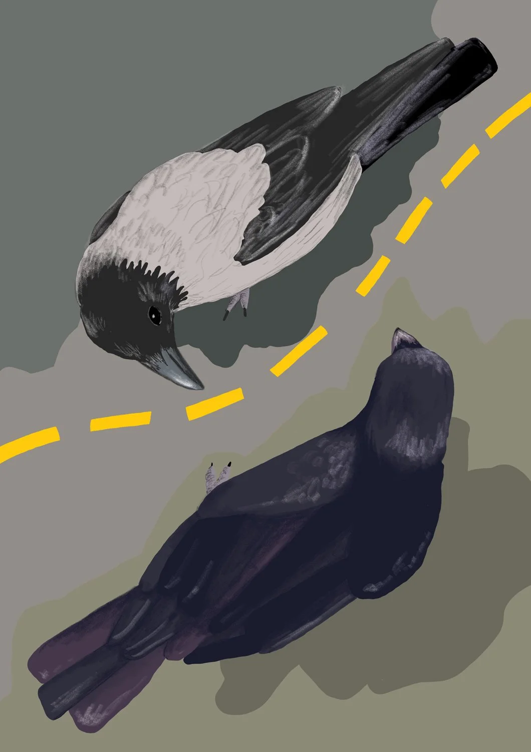 Corvus corone & Corvus cornix — The Illustrated Lab