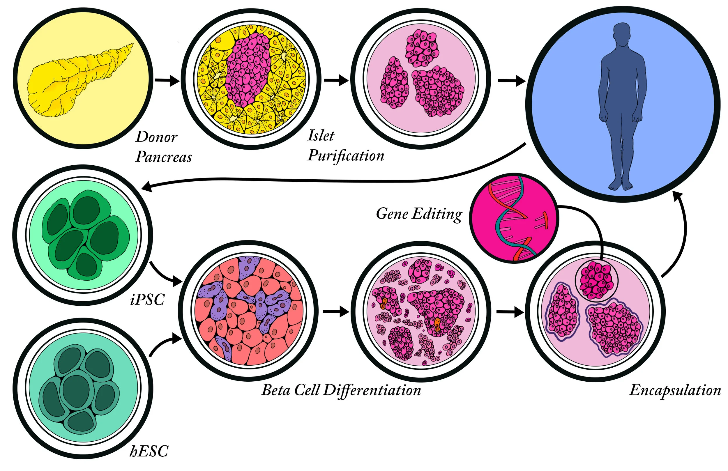 Can Beta Cells Regenerate In Type 1 Diabetes Regenerating Beta Cells: a figure — The Illustrated Lab