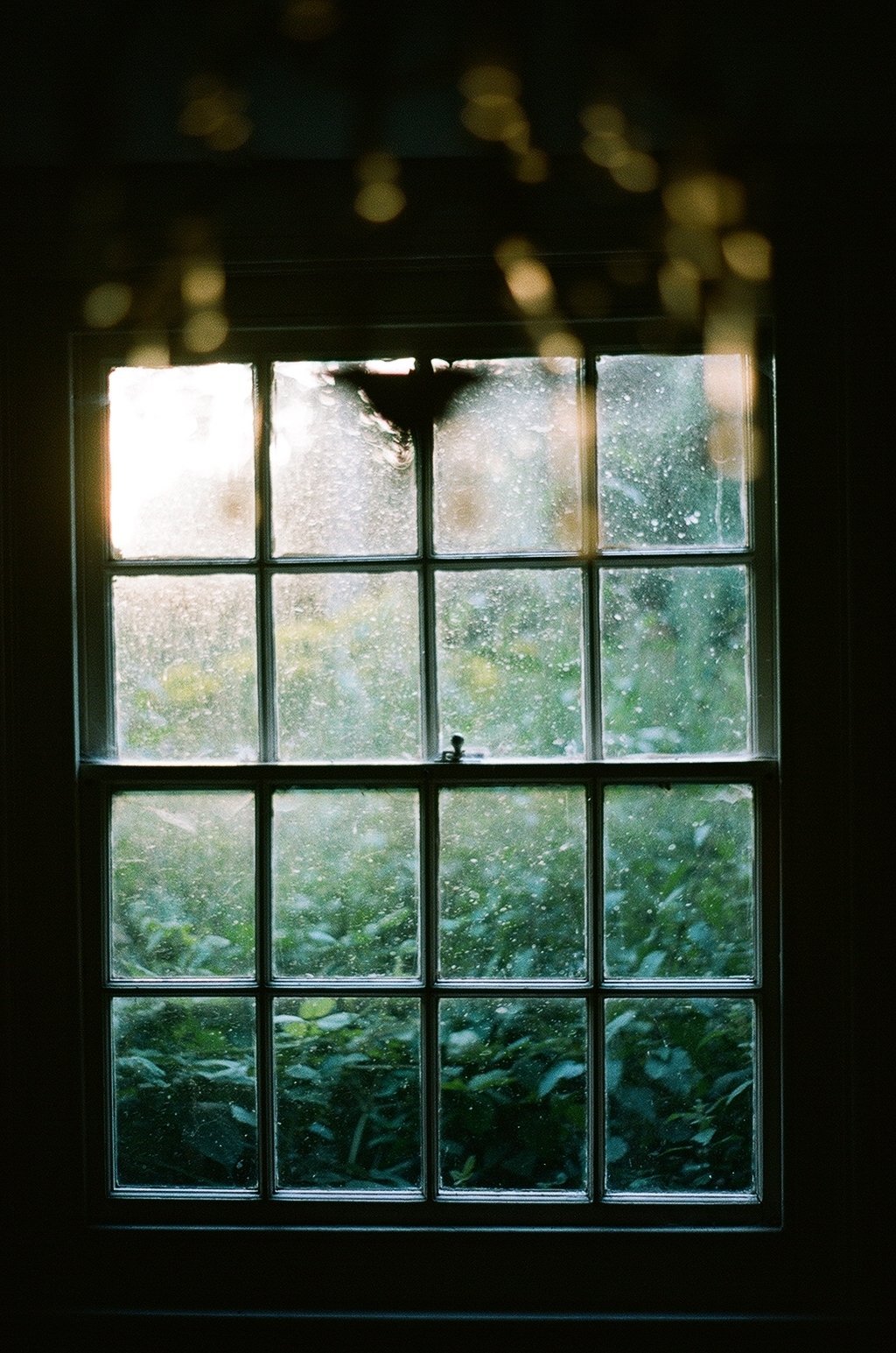 OVERGROWN WINDOW, KENT