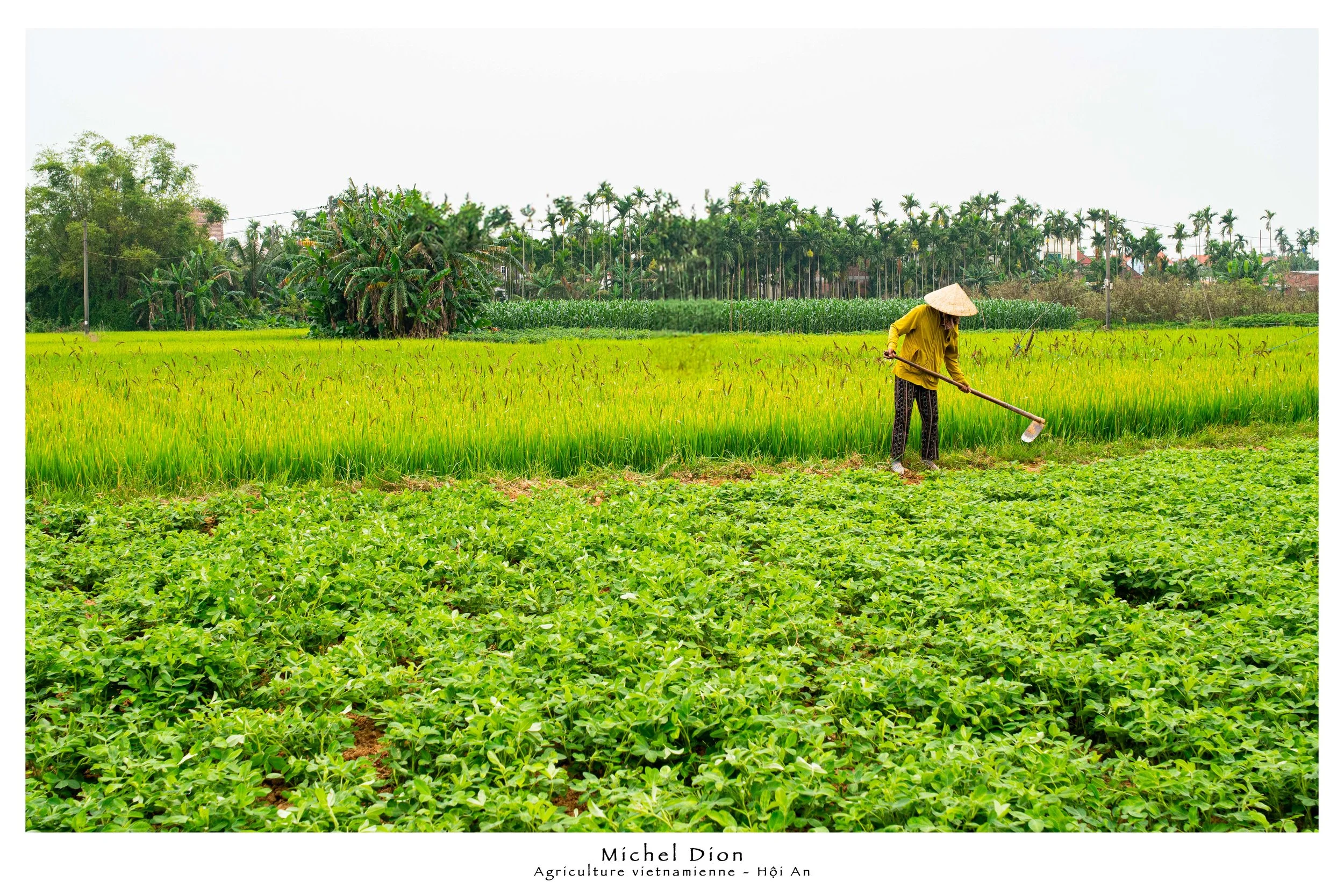 Hoi An 20250405 Agriculture Vietnamienne.jpg