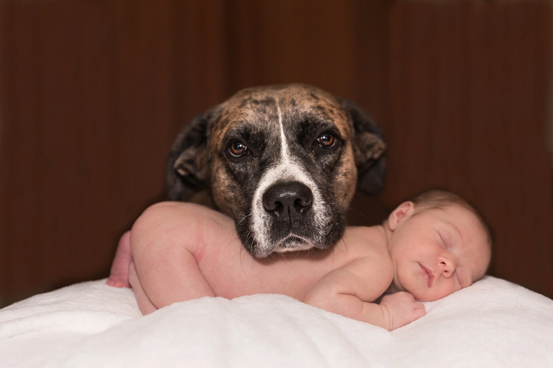 How To Introduce Your Dog To Your Baby