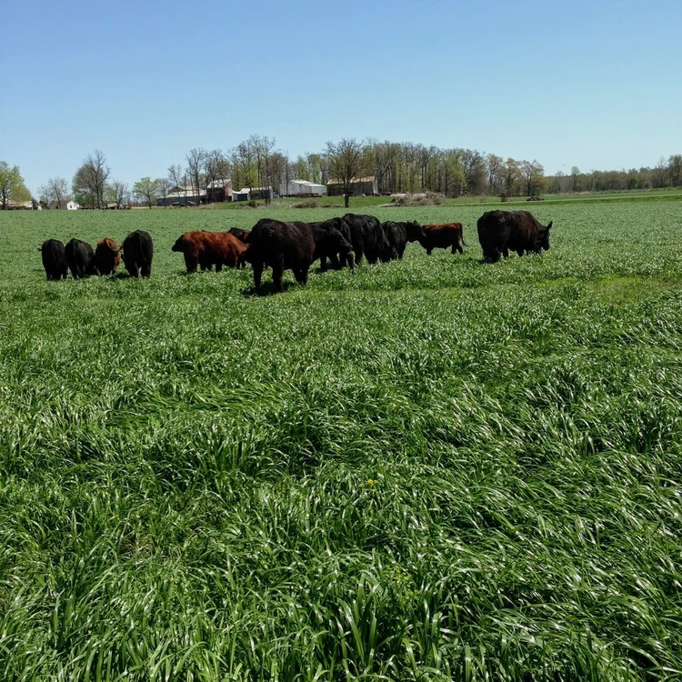 Farm PickUp & Delivery — Palmer Farms Beef