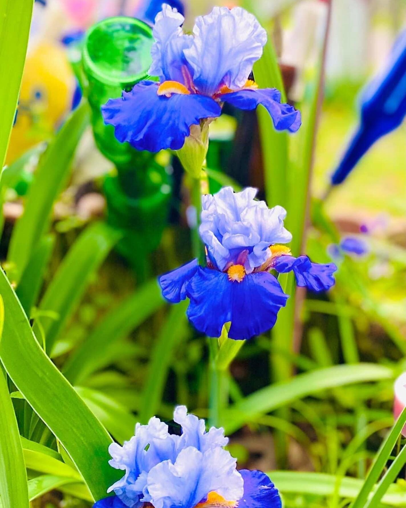 Sharing this beautiful shot by @sweetiegrits of the gorgeous bearded irises she purchased (as rhizomes) here at the shop. They are truly regal queens of the garden!!!