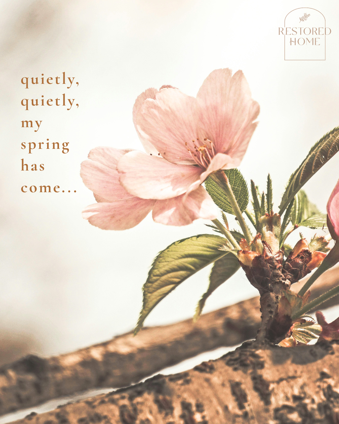 Quietly, Quietly My Spring Has Come