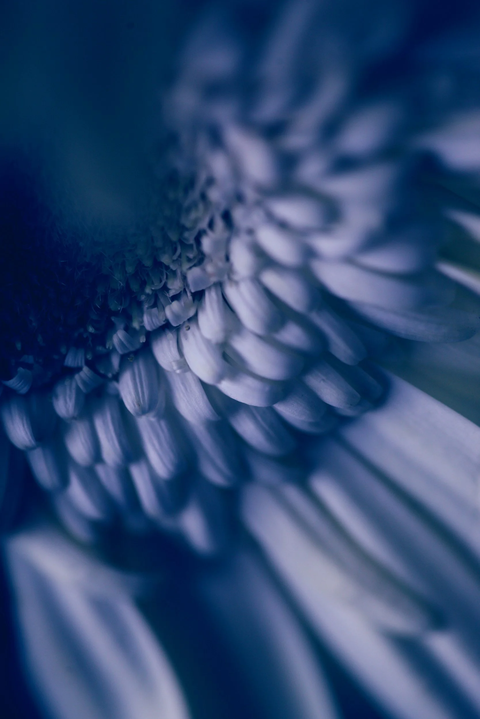 Close-up of a flower with soft focus, featuring petals in shades of blue and white.