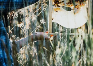 High Desert Honey Co