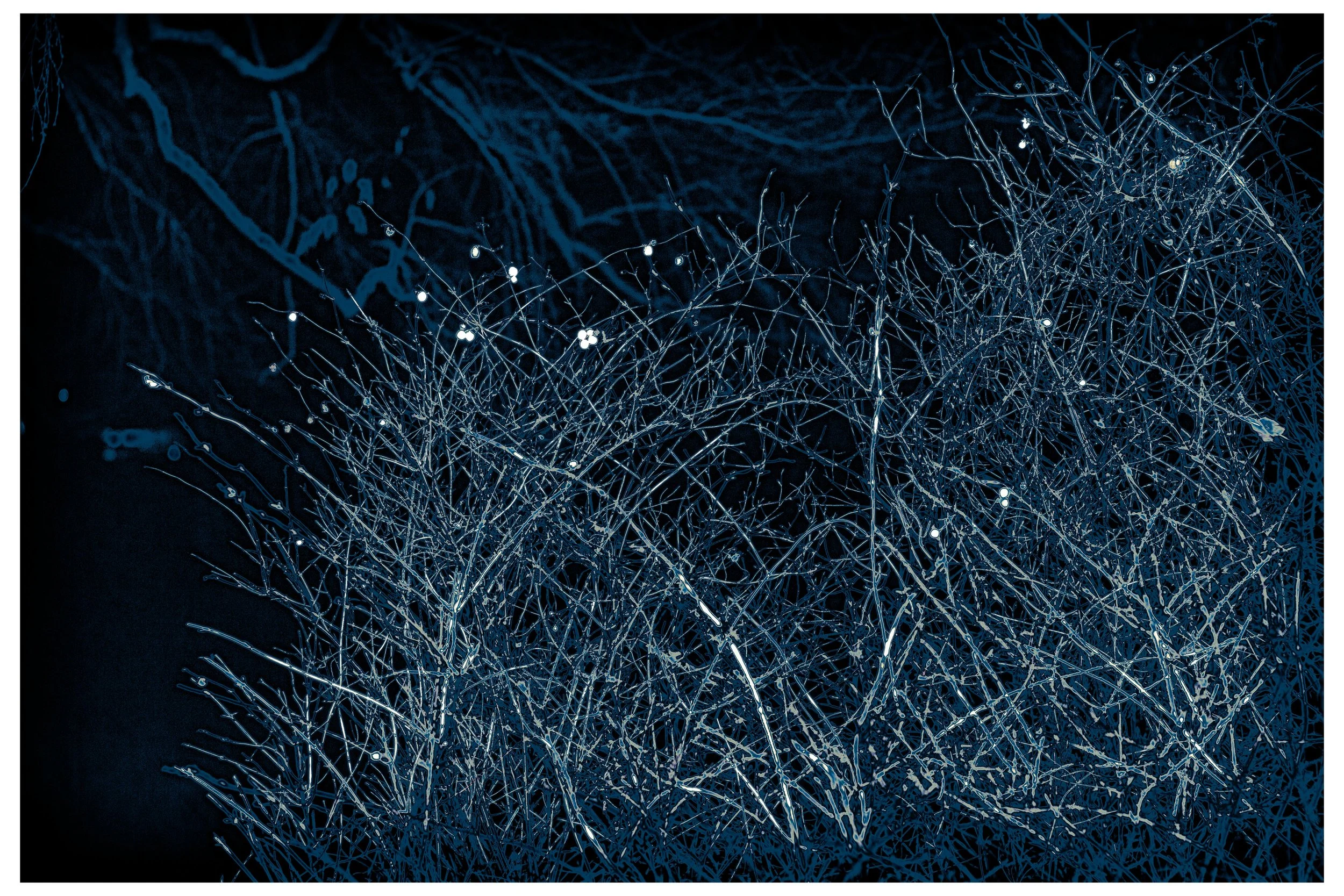 2022 Night_Straws.jpg