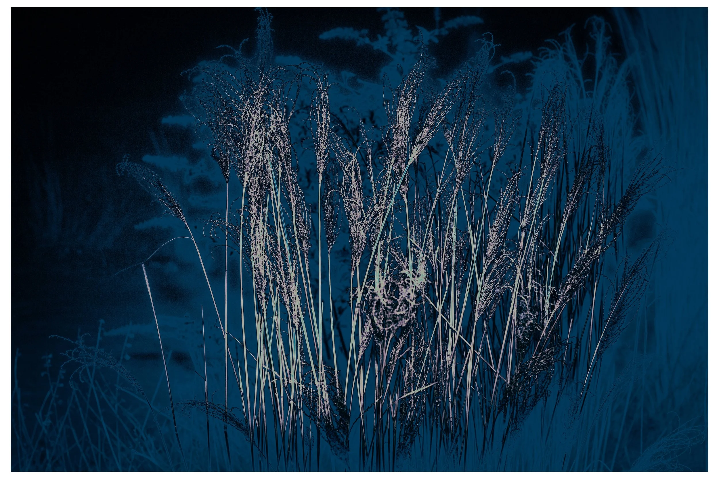 2022 Night_Straws-2.jpg