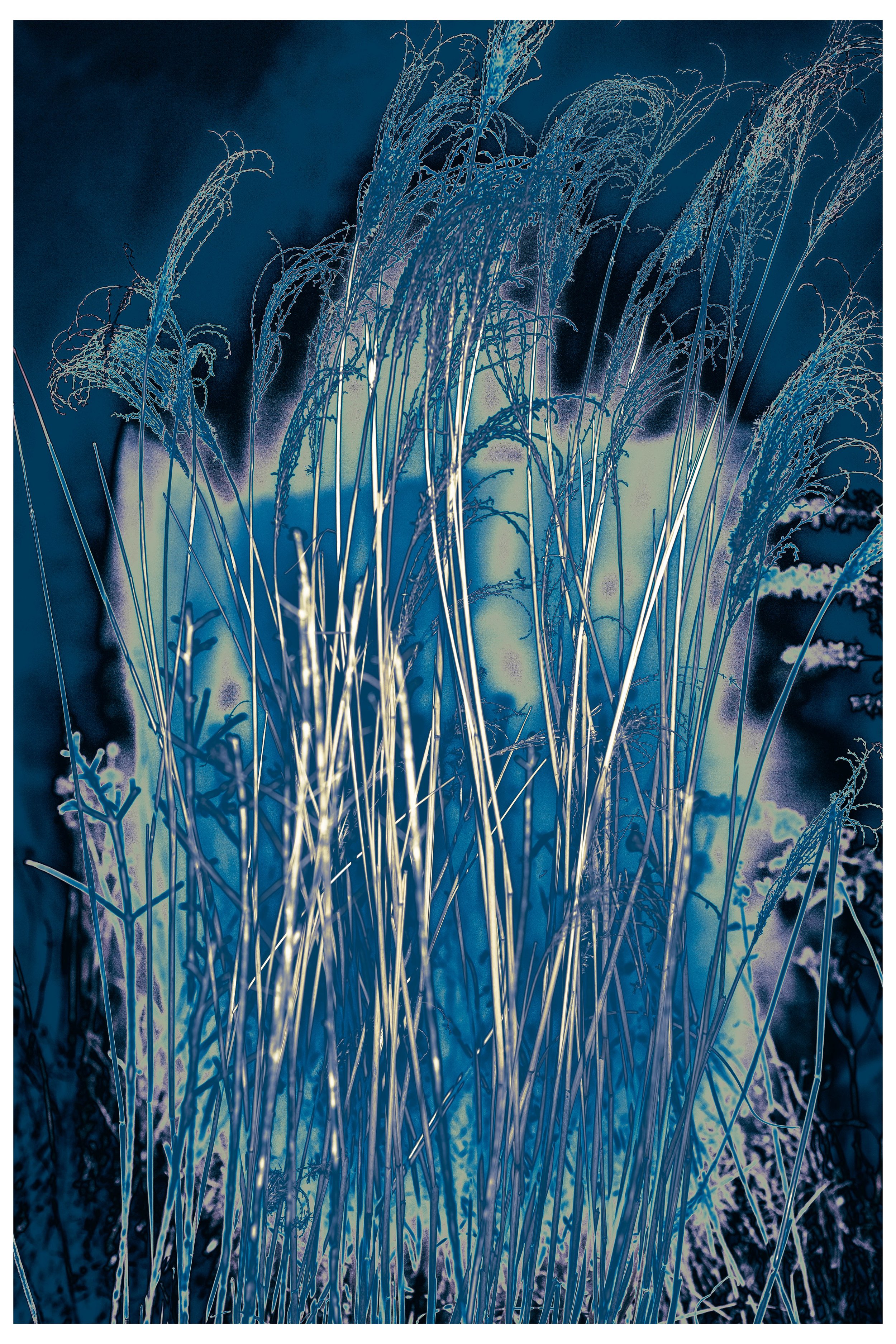 2022 Night_Straws-6.jpg