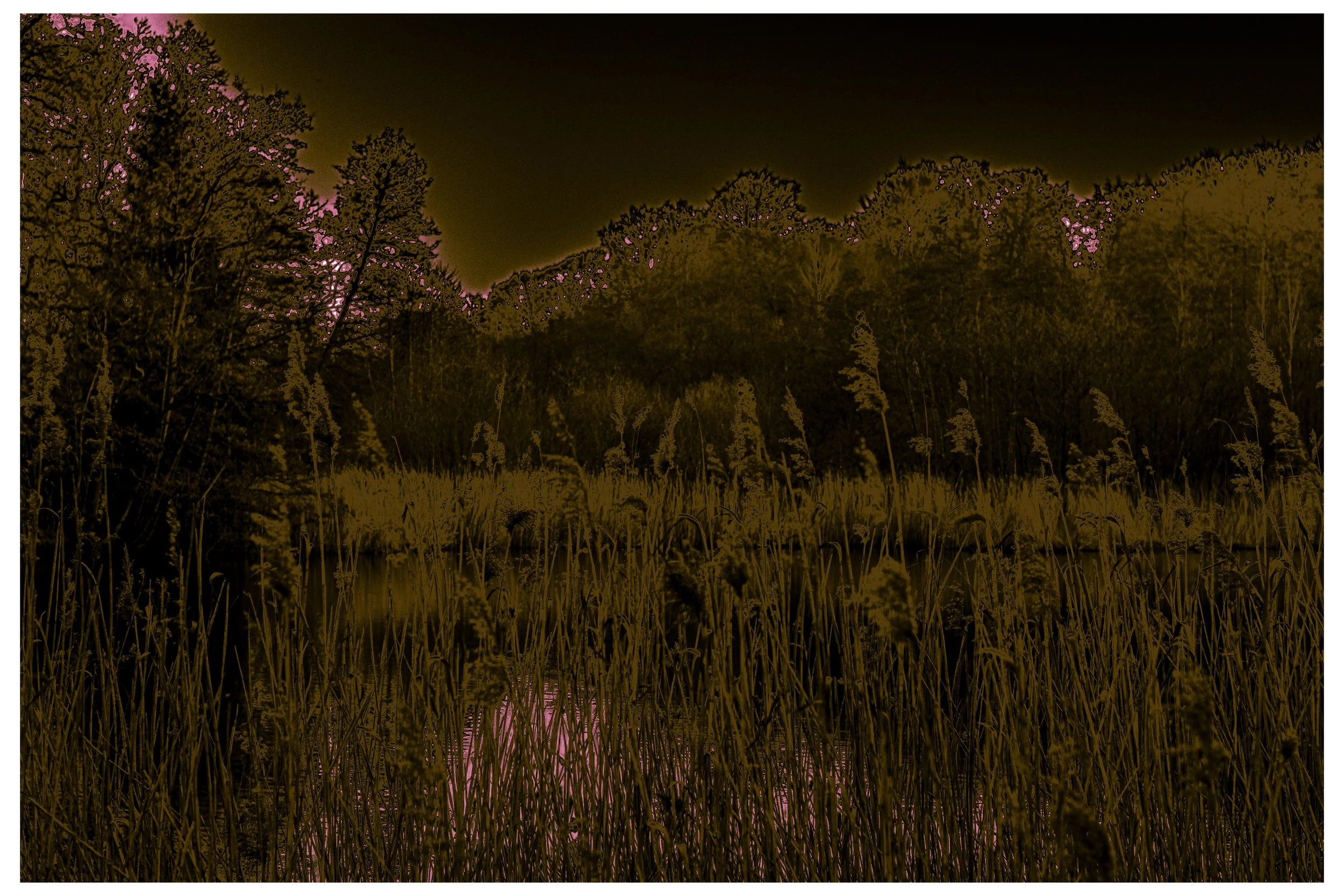 2022 Autonomous_Nature-11.jpg