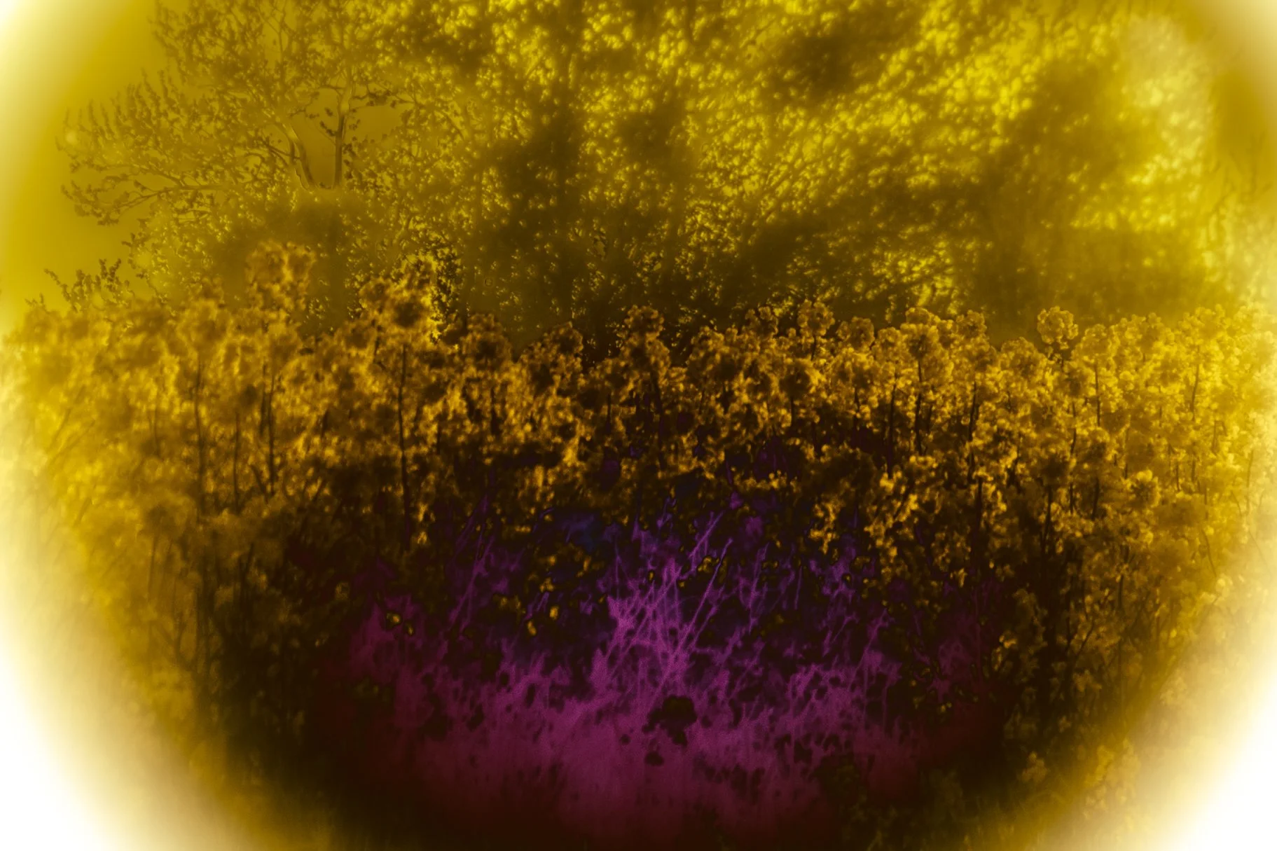 Silk Dawning_Izabella Schou_2022-6.jpg