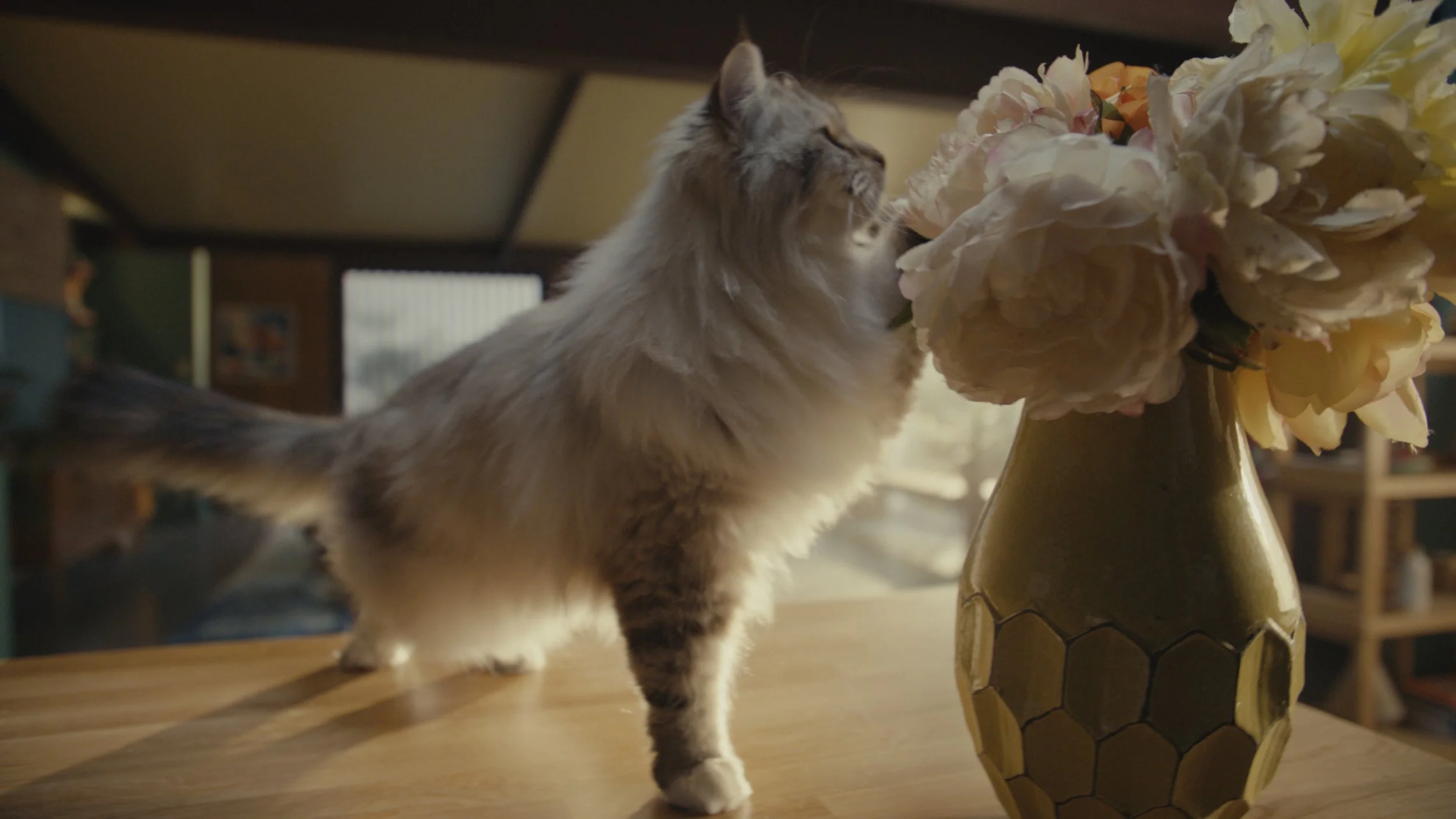 Prime Video: Ill Terrible Gato