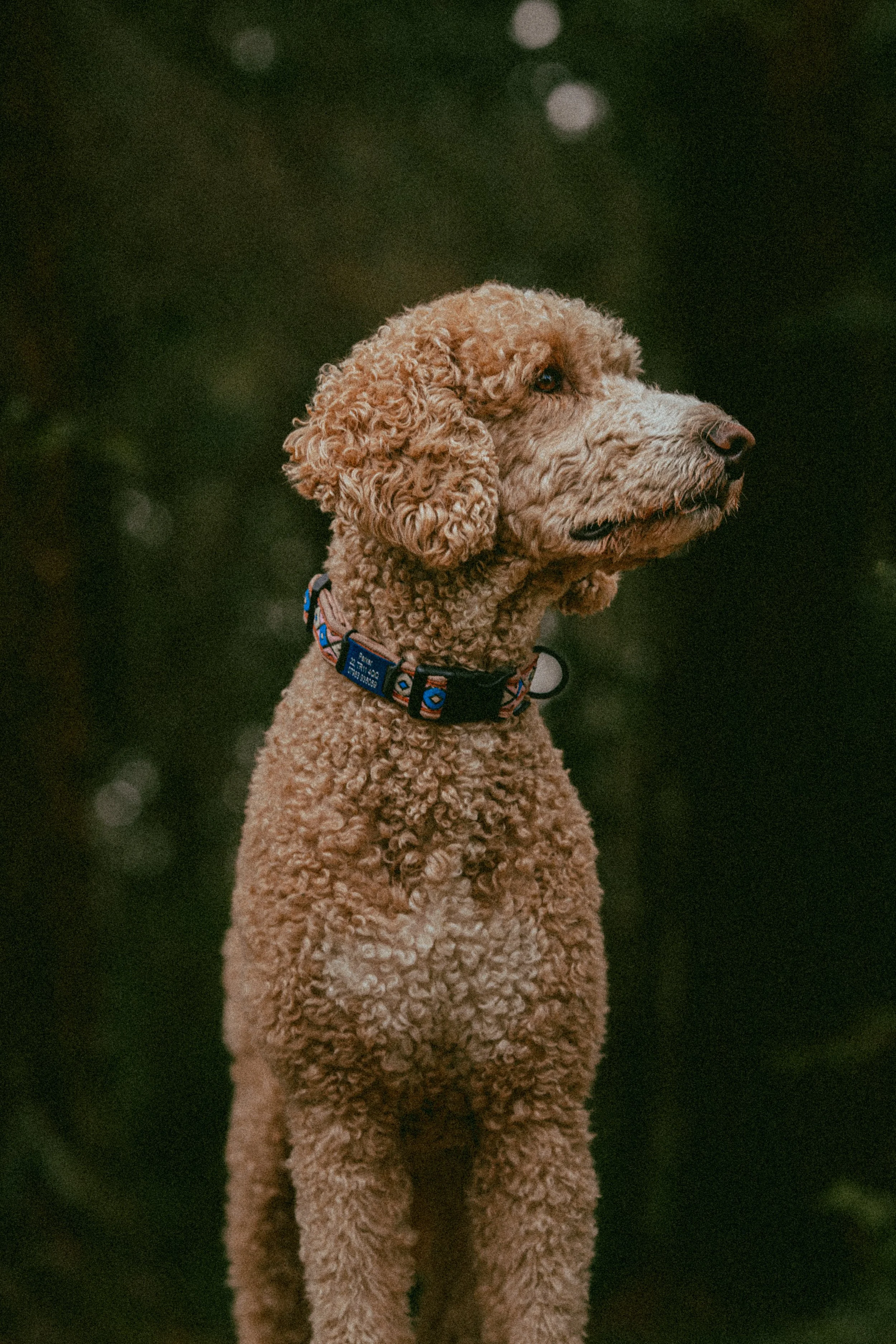 A standard poodle x golden retriever in the woods