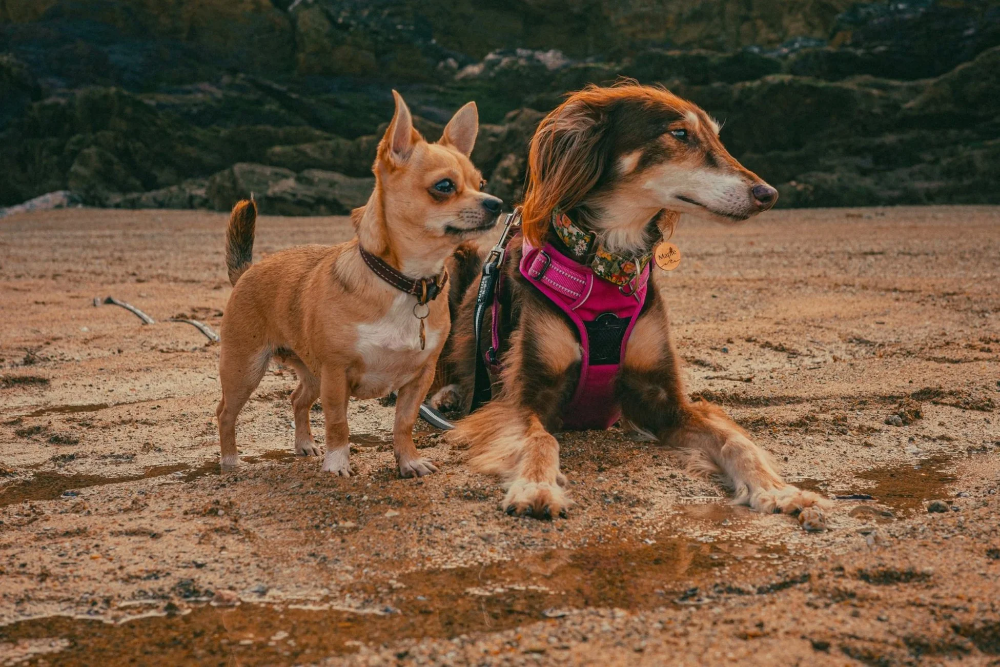 A sable saluki and a tan and white chihuahua stood on the beach together