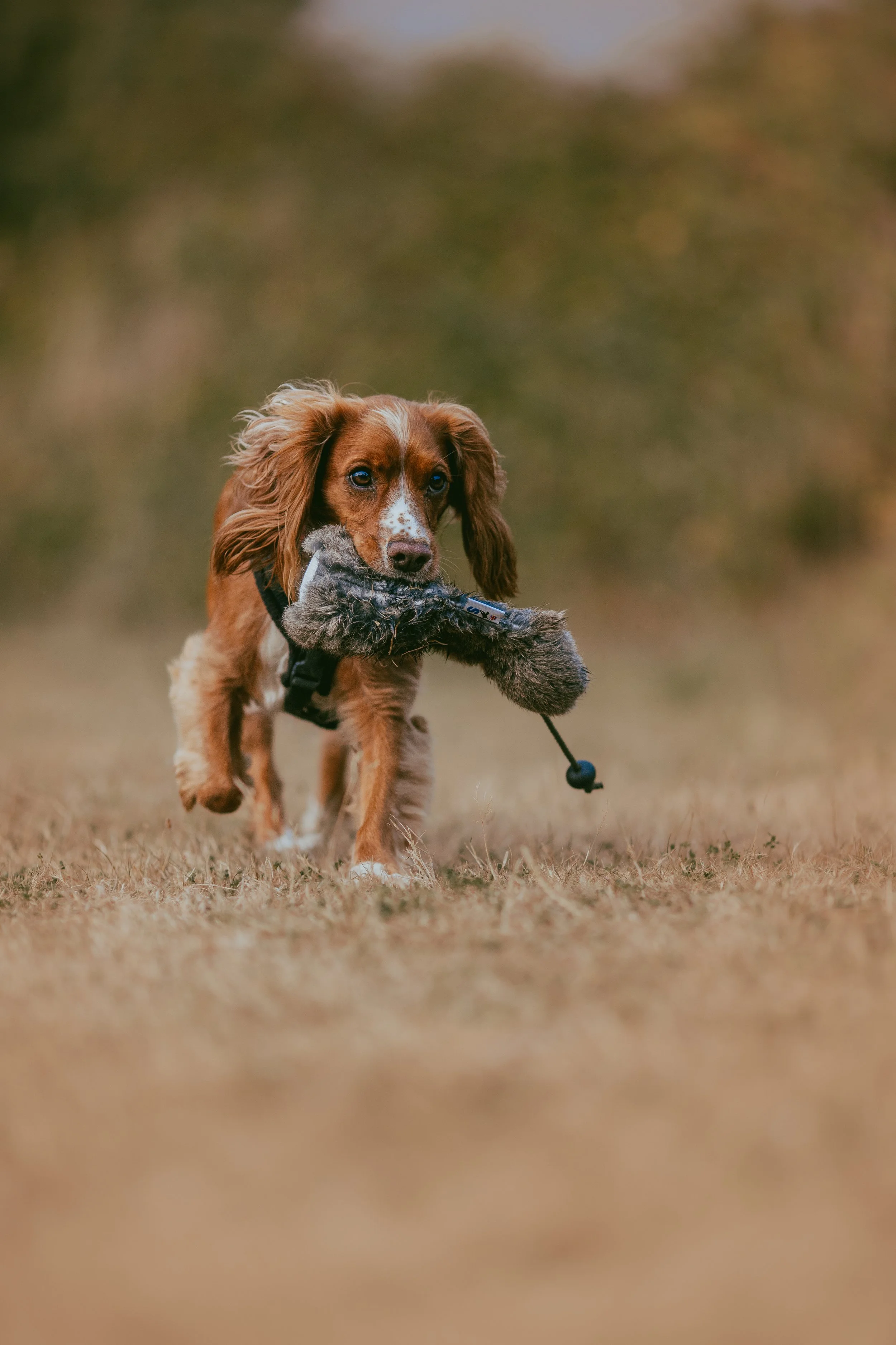 Gundog-05.jpg