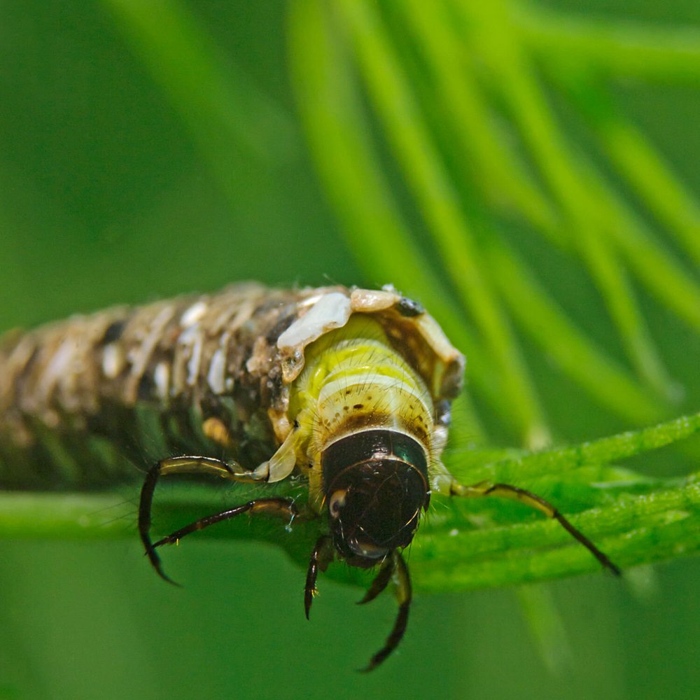 Caddisfly Lifecycle & Flies — Keiryu Rod Co.