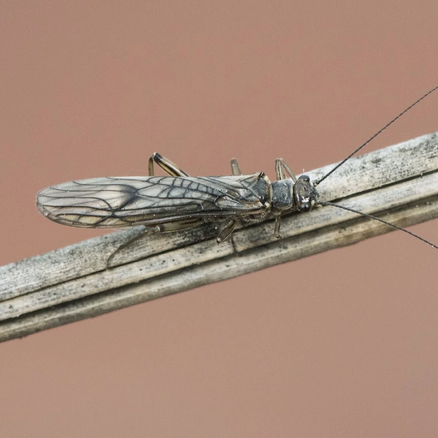 Stonefly Lifecycle & Flies — Keiryu Rod Co.