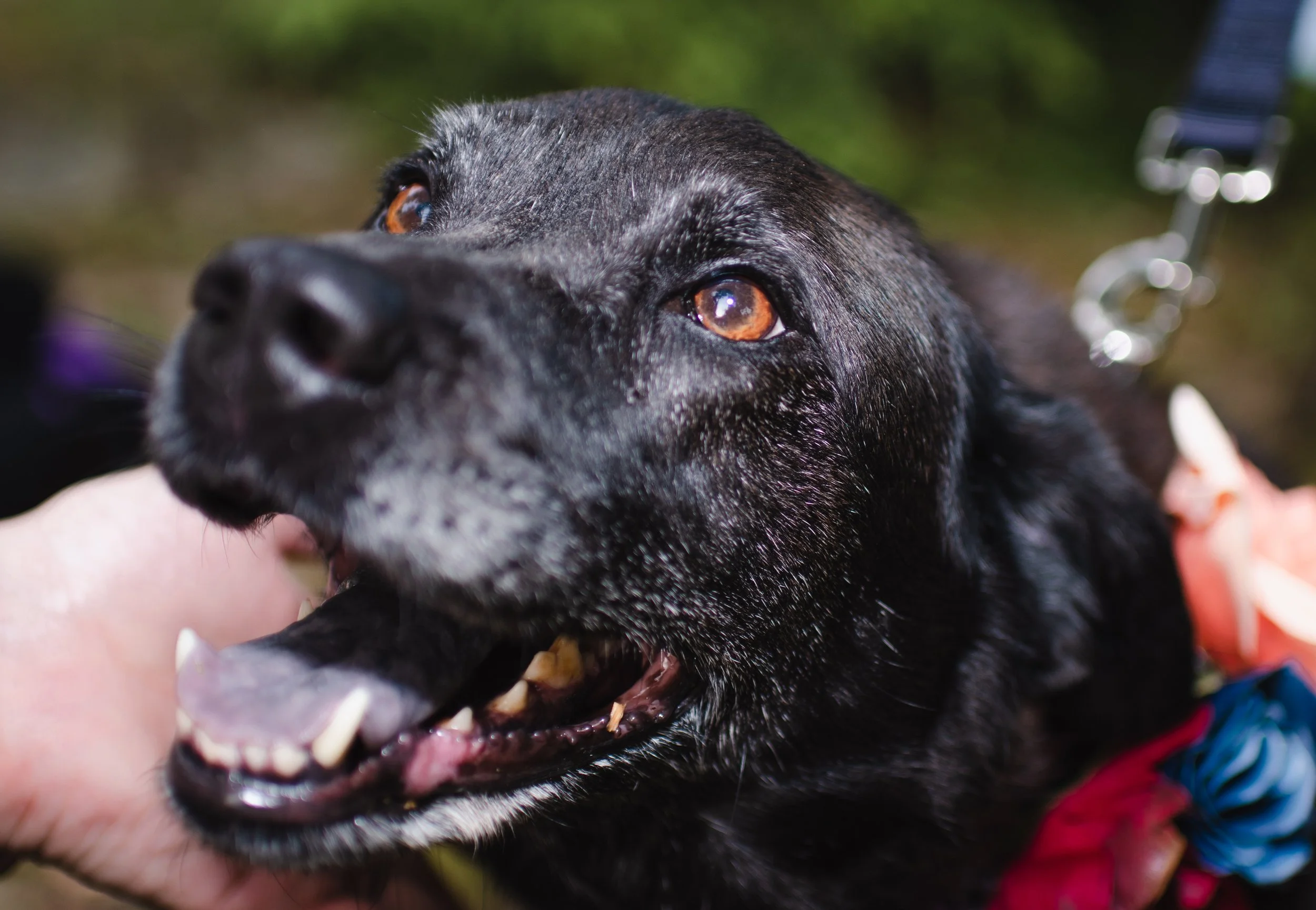 Incorporating Pets Into Your Wedding: Tips, Ideas &amp; Pet-Friendly NJ Venues