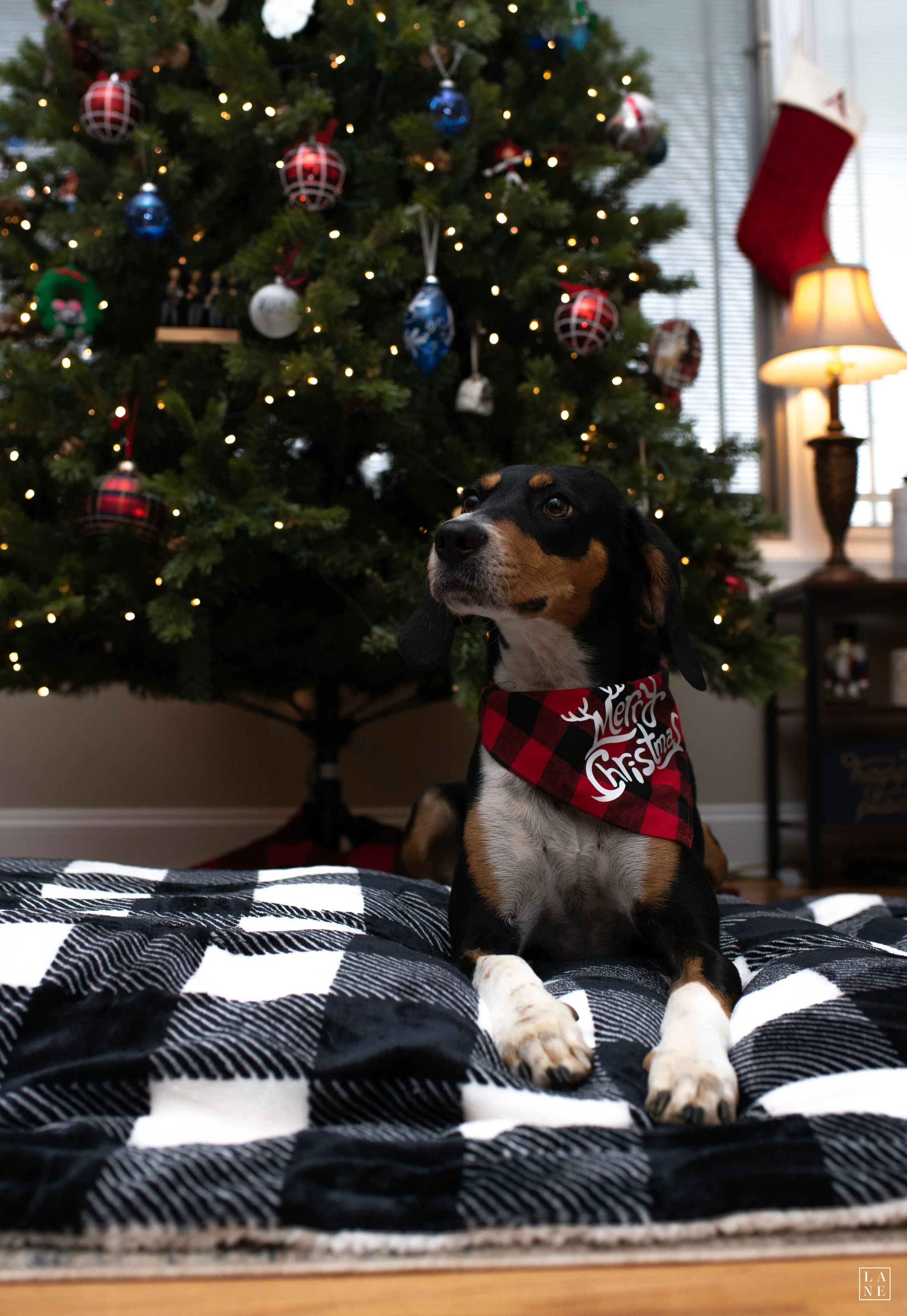 Snap That Magic: How to Nail Holiday Shots with Your Smartphone