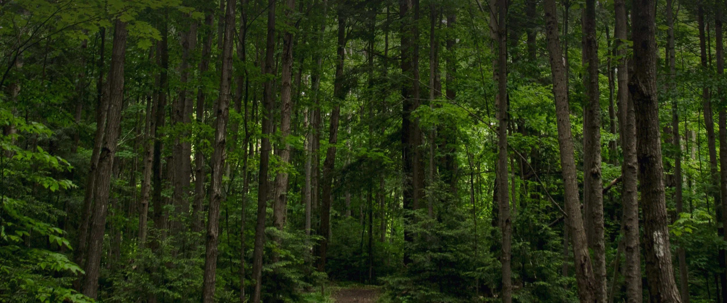 Forests Ontario: Education and Awareness