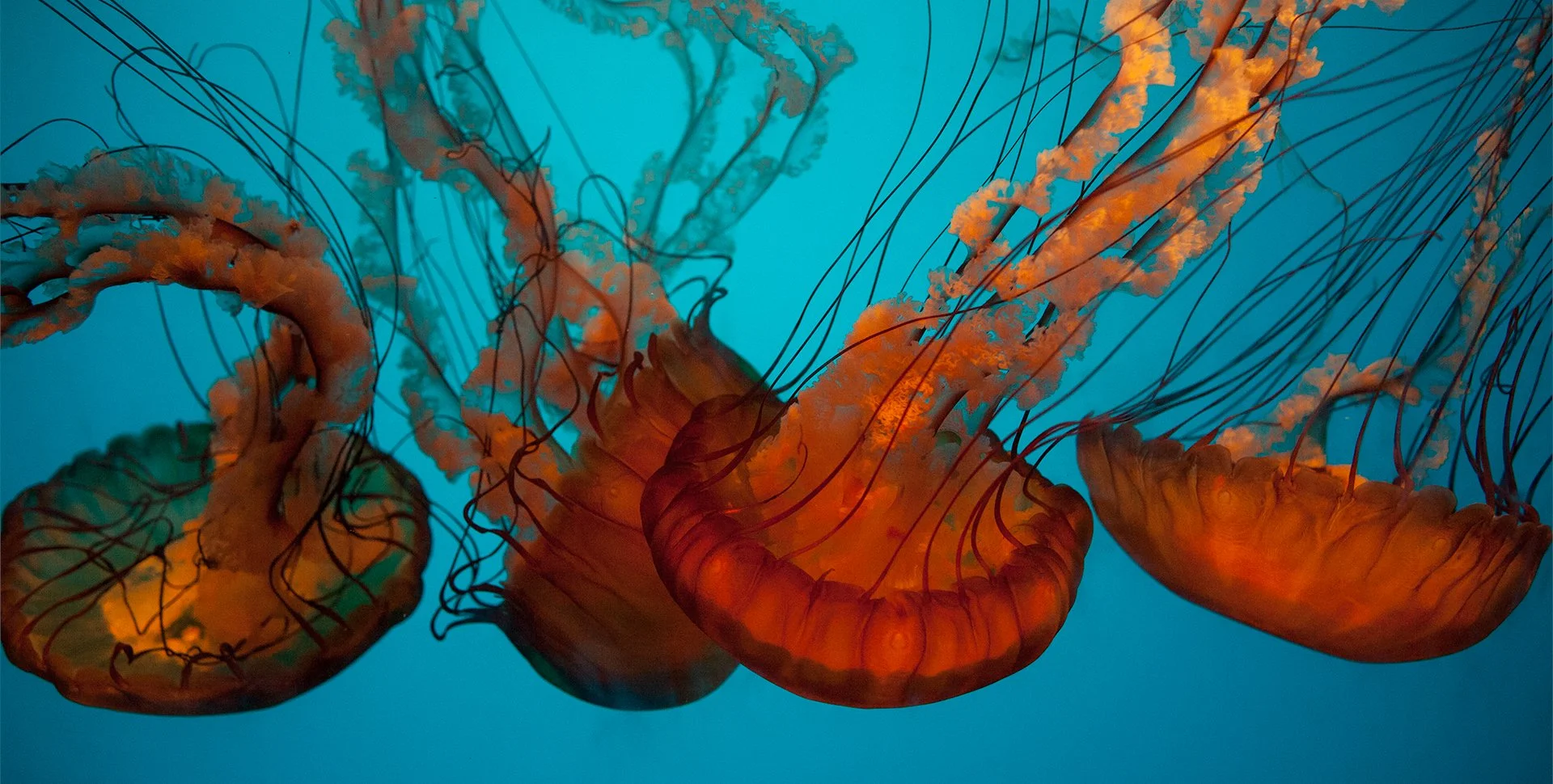 Science Lesson Plans