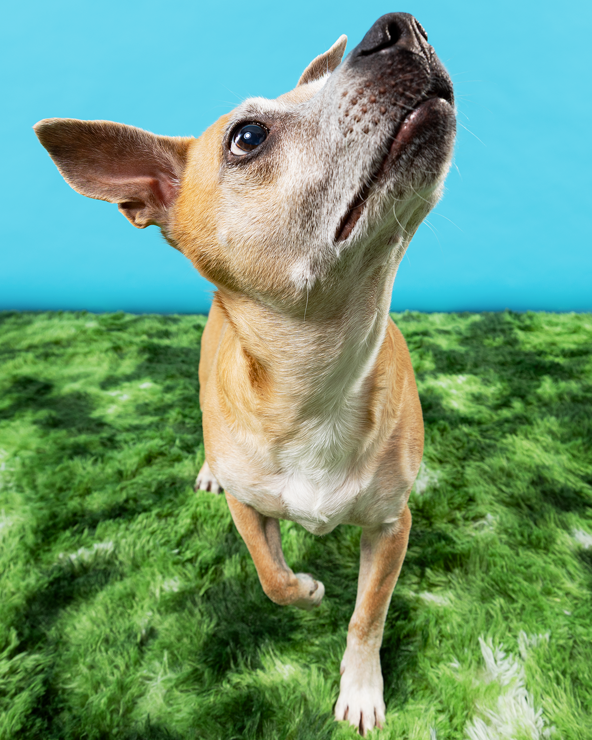 2606_260627_PetPortraits30133_4x5.png