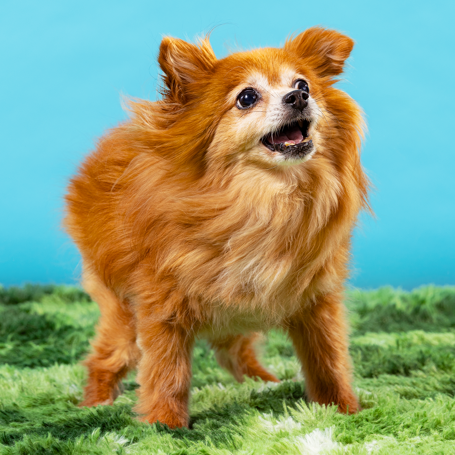 2606_260627_PetPortraits31002.png
