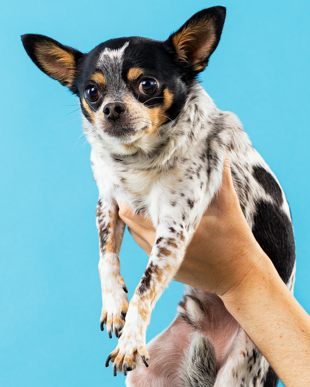 2606_260627_PetPortraits30840_4x5.png