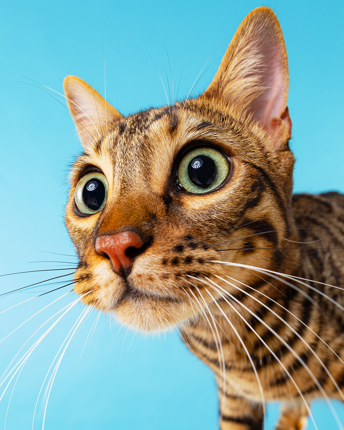 2606_260627_PetPortraits31523_4x5.png
