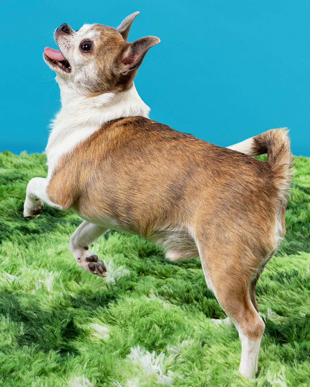 2606_260627_PetPortraits29337.png