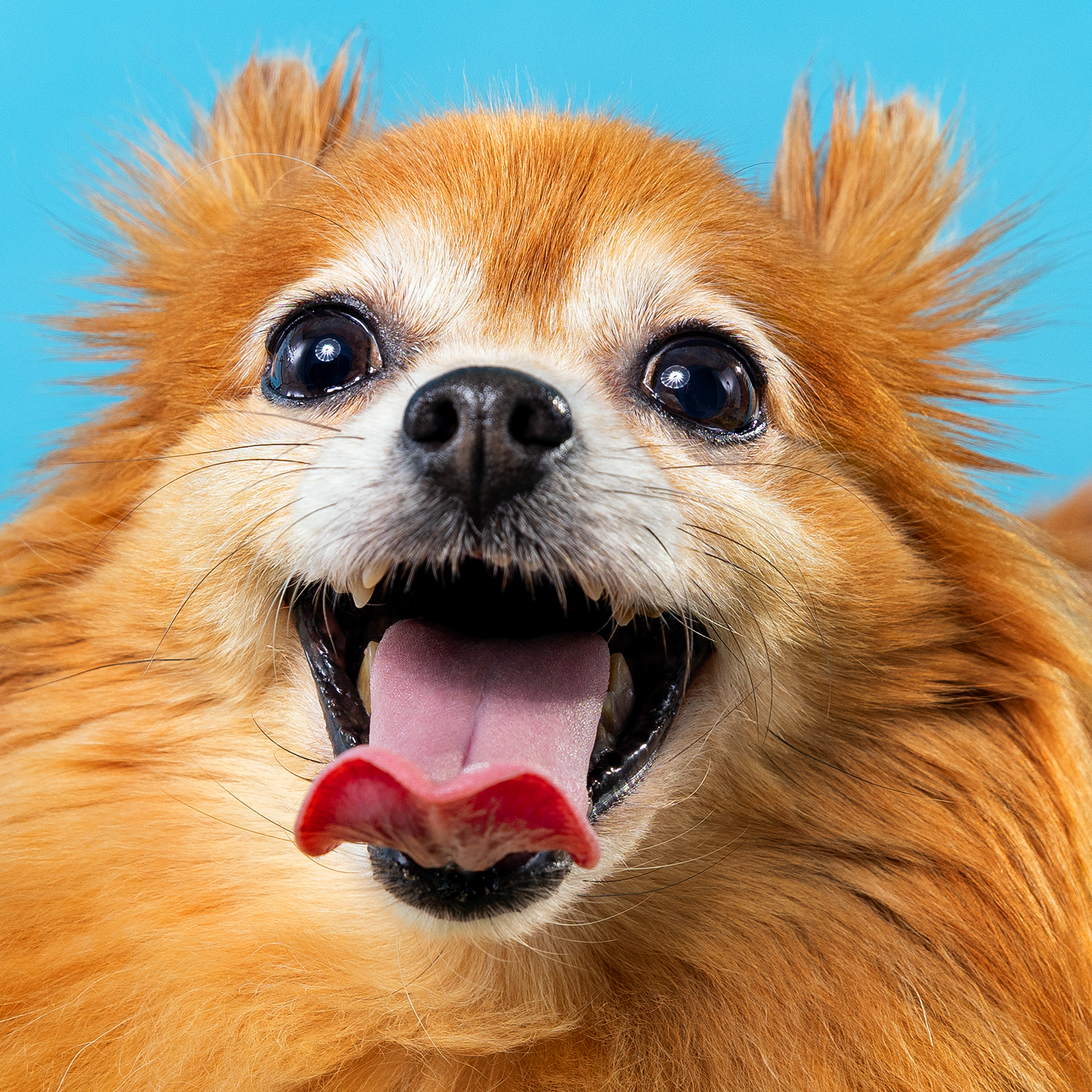 2606_260627_PetPortraits31226_1x1.png
